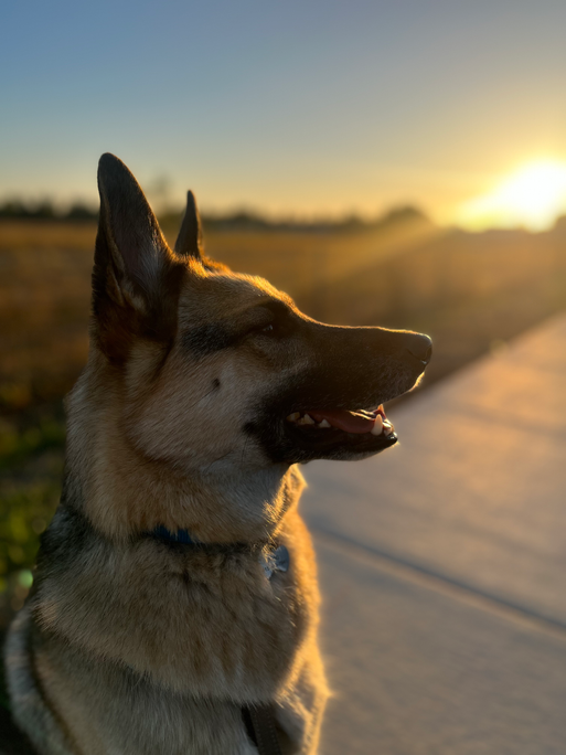 Aloo the German Shepherd - Stage 2