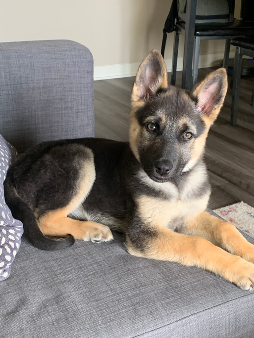 Aloo the German Shepherd - Stage 3